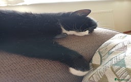 Domestic Shorthair cats for sale: 6 year old Black & White Female Cat - Image 4