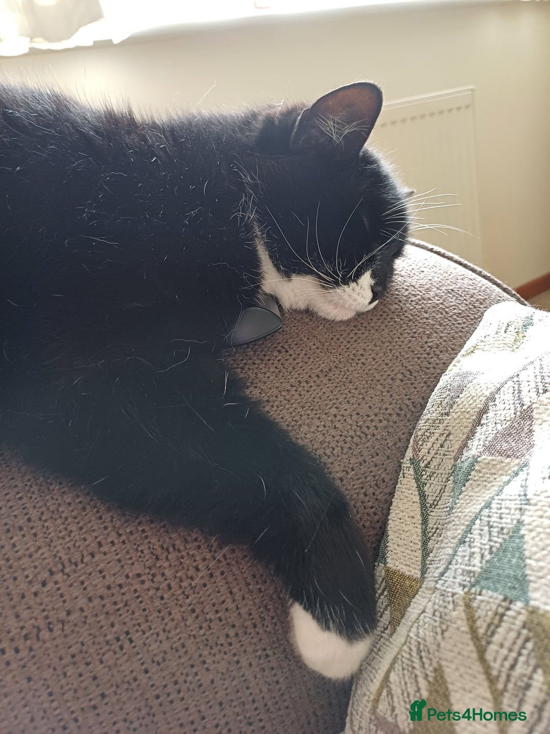 Domestic Shorthair cats for sale: 6 year old Black & White Female Cat - Image 4