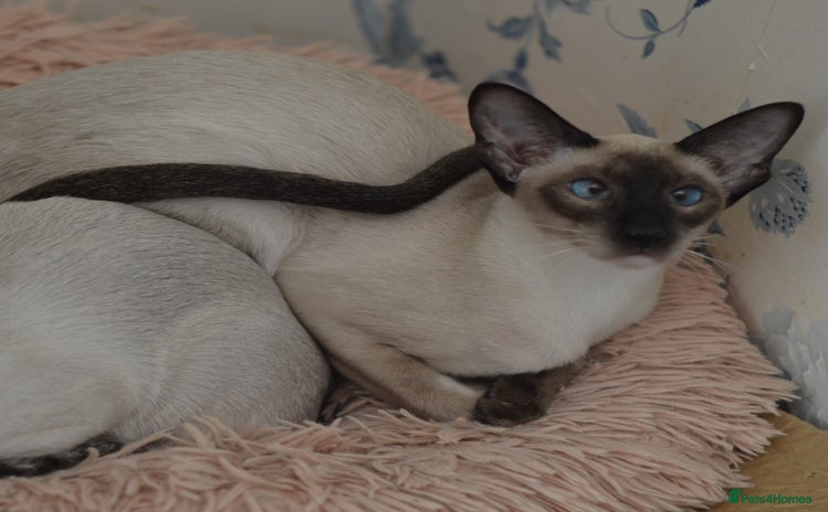 Siamese cats in Stowmarket - Advert 3