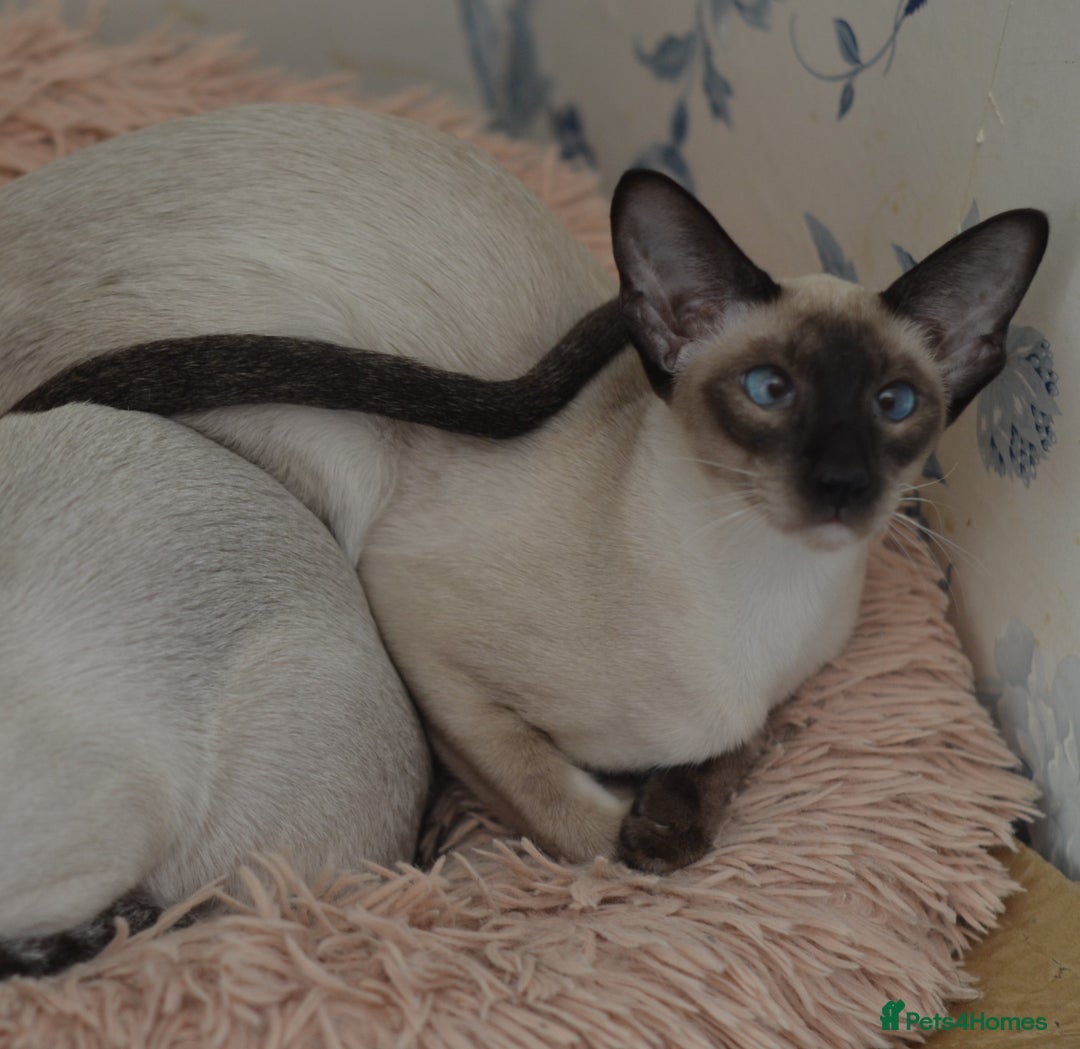 Siamese cats for sale: TICA registered beautiful siamese girl in Stowmarket - Image 1