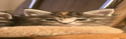 Maine Coon cats for sale: Maine coon kittens in Dundee - Advert 7