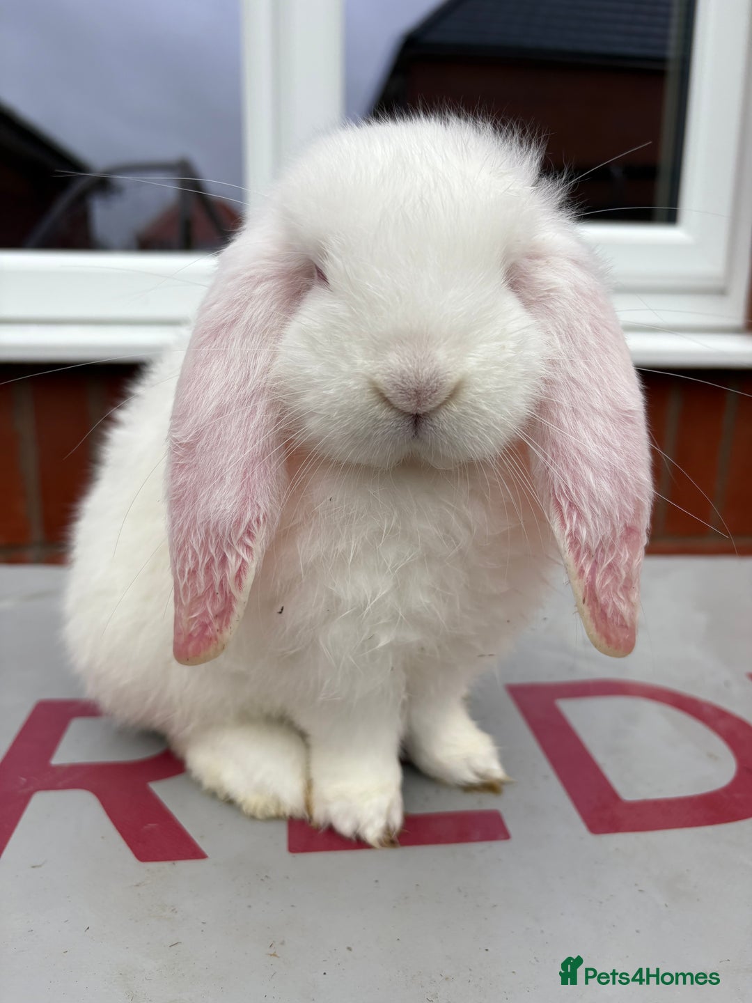 French Lop rabbits for sale: REW French Lop - Advert 2