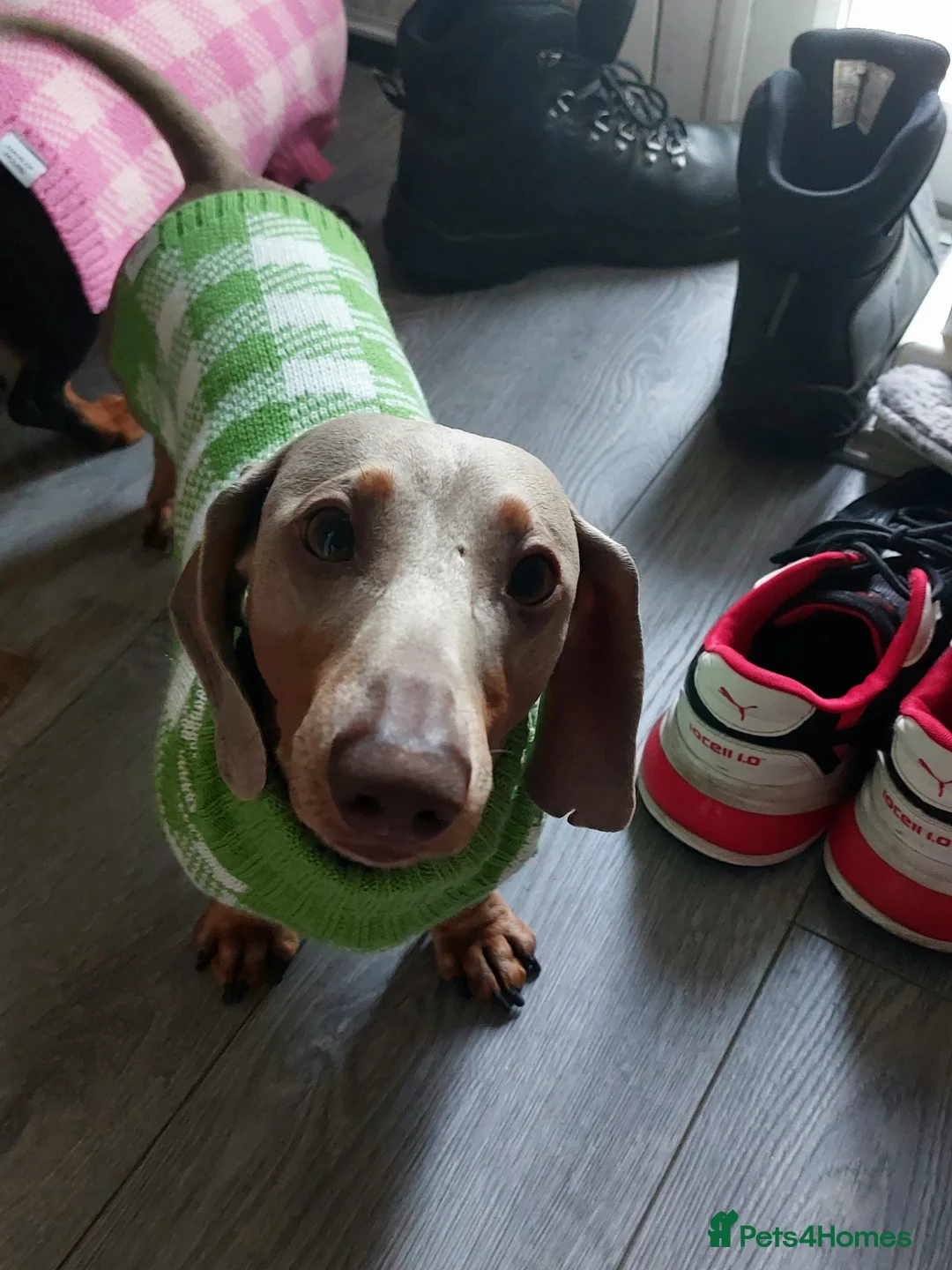 Miniature Dachshund dogs for stud: Daschund Stud KC Prince ♥️ in Liverpool - Advert 5