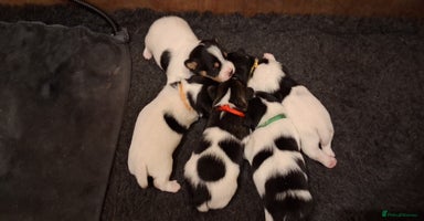 Jack Russell dogs - Advert 7