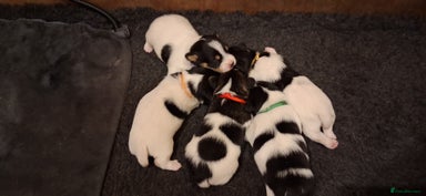 Jack Russell dogs - Advert 7