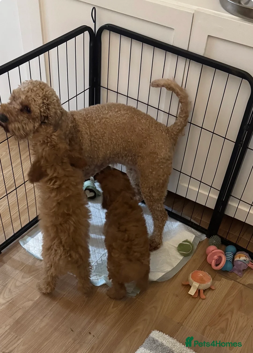 Cavapoo dogs for sale: Outstanding Cavapoos  - Advert 3