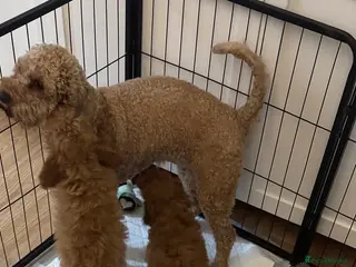 Cavapoo dogs Outstanding Cavapoos in Chislehurst - Advert 1