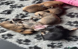 Mixed Breed dogs for sale: 6 beautiful puppies for sale, 3 female and 3 male - Image 2