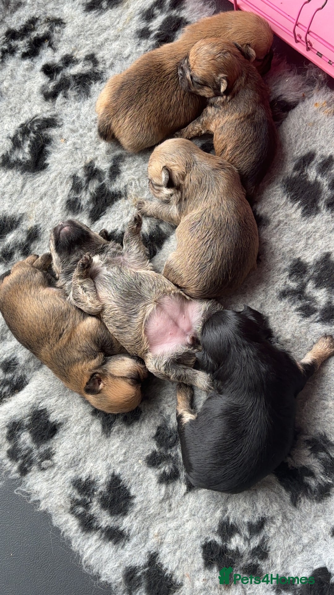 Mixed Breed dogs for sale: 6 beautiful puppies for sale, 3 female and 3 male - Image 2