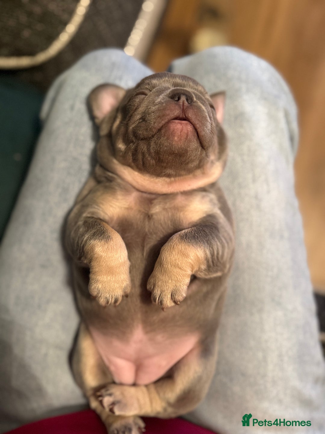 French Bulldog dogs for sale: Exclusive French Bulldog Puppies - Advert 6