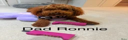 Cockapoo dogs for sale: 🐶 Beautiful Cockapoo Puppies ❤️ in Swadlincote - Advert 39