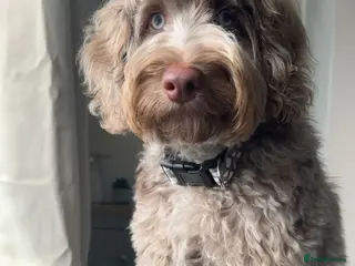 Cockapoo dogs Male cockapoo - Advert 1