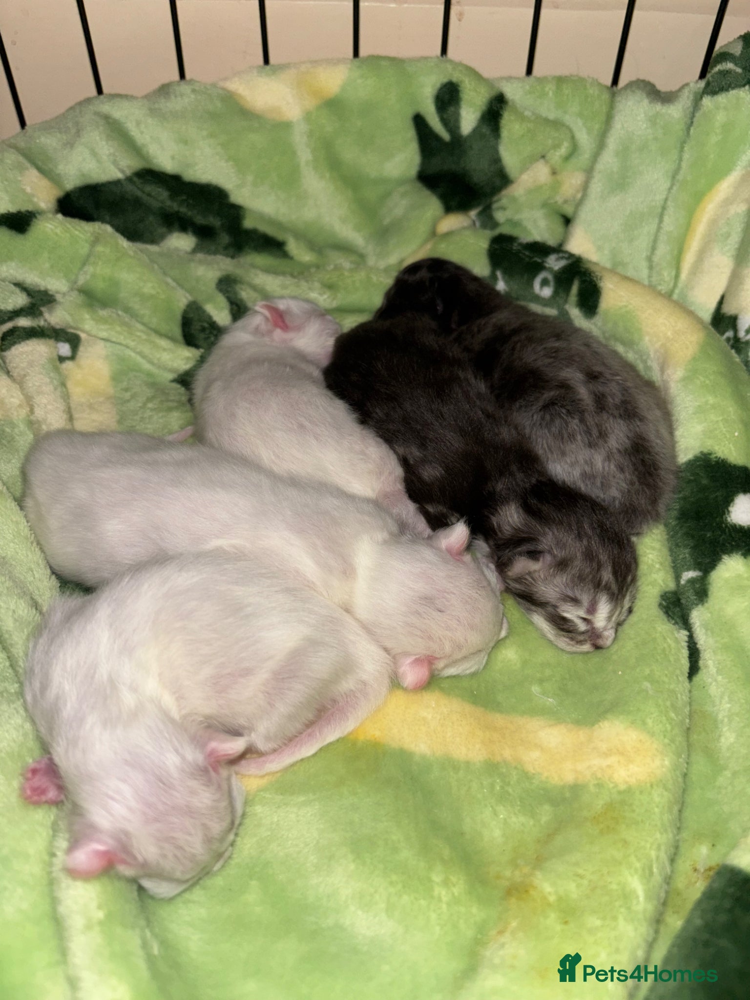 Ragcoon cats Stunning Ragcoons 😍 - Advert 1