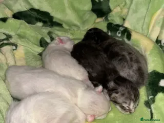 Ragcoon cats Stunning Ragcoons 😍 - Advert 1