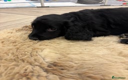 Cocker Spaniel dogs for sale: KC registered cocker spaniels - Image 9