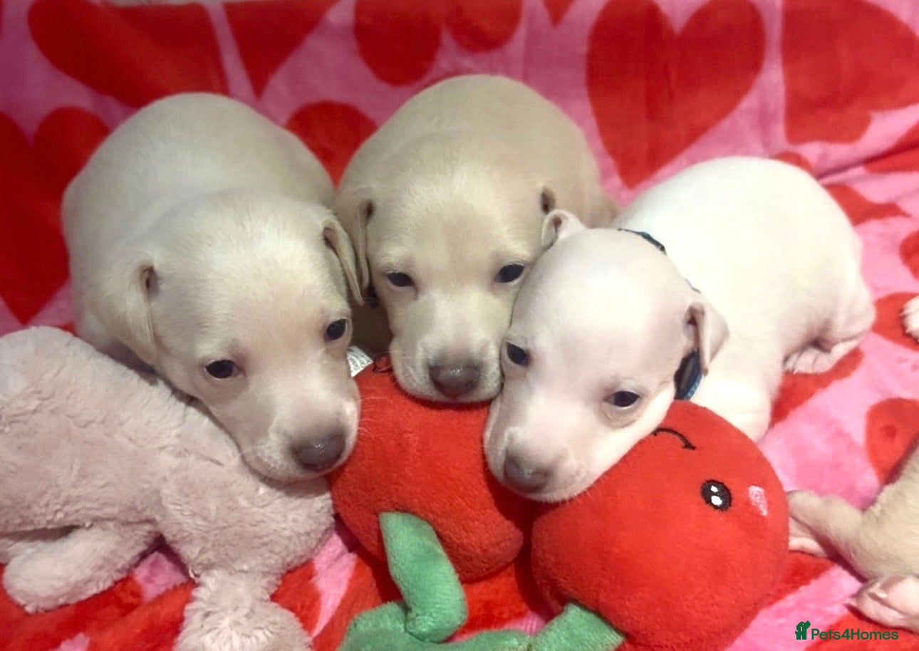 Italian Greyhound dogs Exceptionally Well-Bred Italian Greyhound Puppies - Advert 3