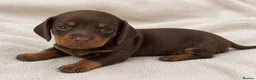 Miniature Dachshund dogs for sale: 2 LEFT🎀💙 KC Registered Miniature Dachshunds⭐️ - Advert 15