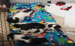 English Springer Spaniel dogs for sale: 🐶 Chunky Springer Spaniel Puppies for Sale! 🏡 - Advert 10