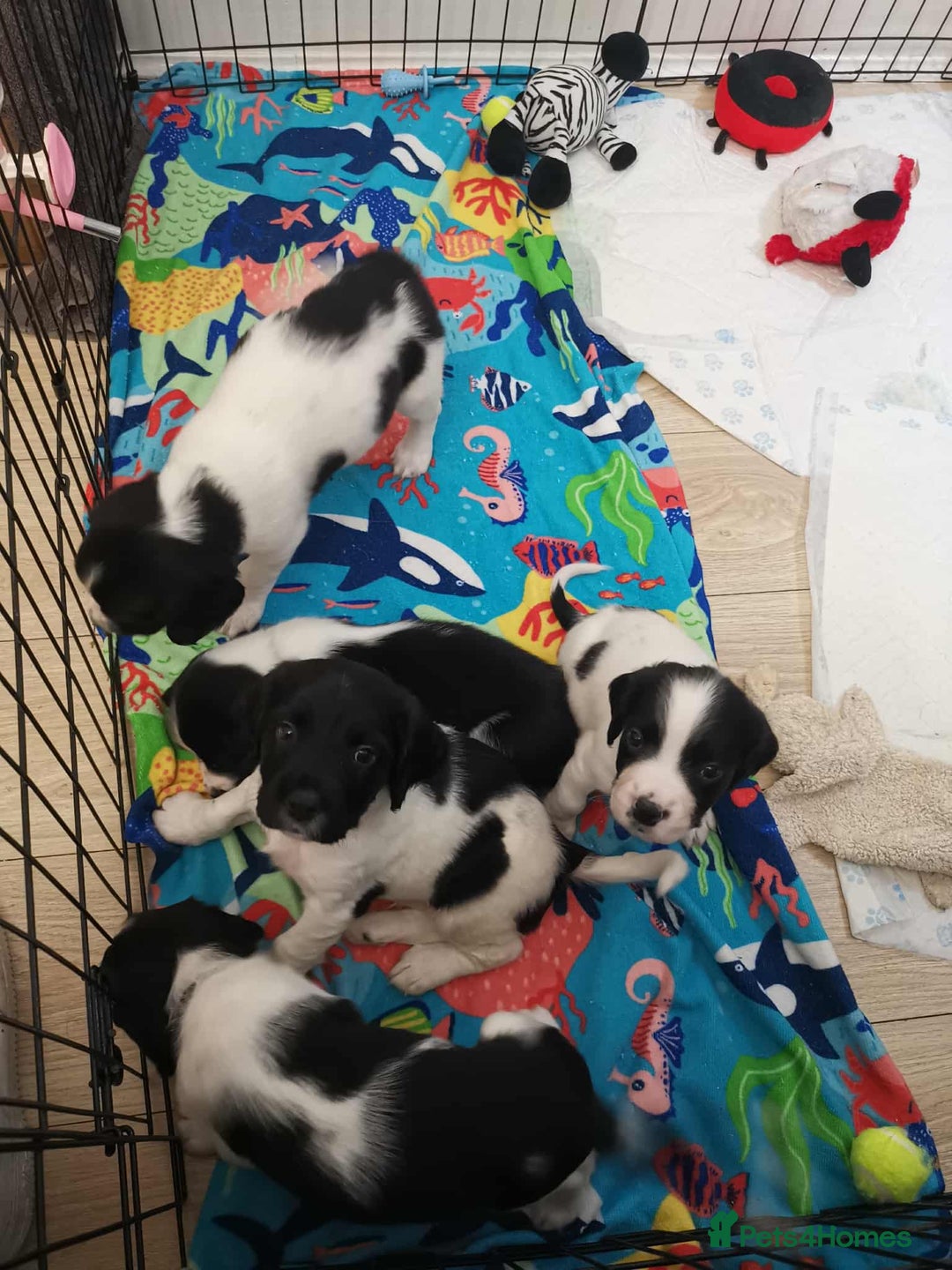 English Springer Spaniel dogs for sale: 🐶 Chunky Springer Spaniel Puppies for Sale! 🏡 - Advert 10