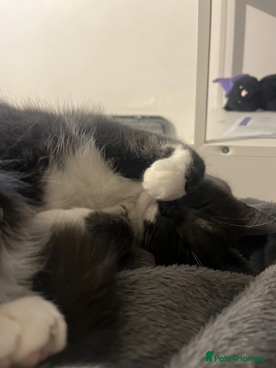 Mixed Breed cats for sale: 2x Domestic short hair cats, bonded pair M & F - Advert 2