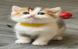 British Shorthair cats for sale: BSH tri- colour golden/blue/white kittens TICA - Image 3
