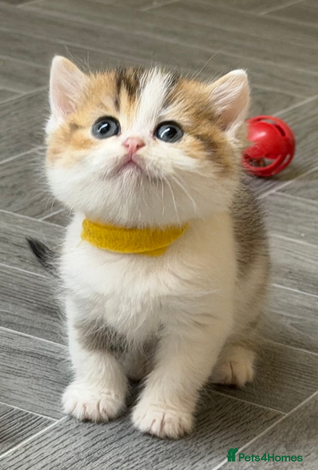British Shorthair cats for sale: BSH tri- colour golden/blue/white kittens TICA - Image 3
