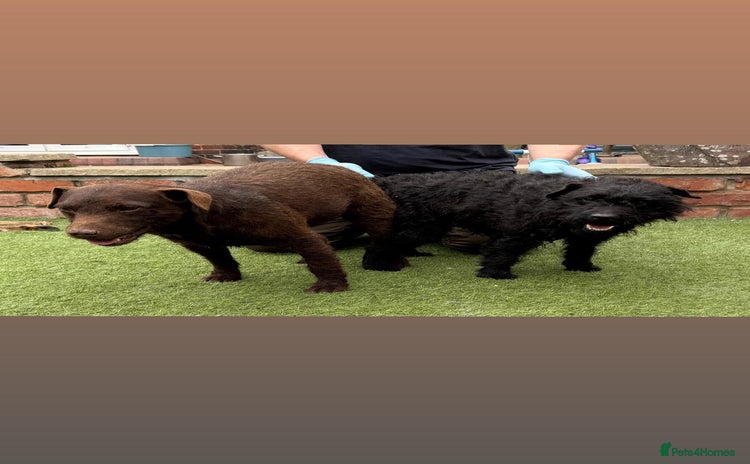 Patterdale Terrier dogs - Advert 2