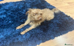 Mixed Breed dogs for sale: Patterdale terrier x cocker spaniel puppy’s  - Advert 8