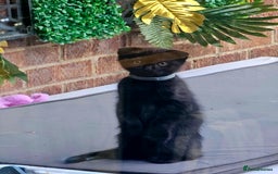 Mixed Breed cats for sale: Scottish Fold Kittens!Rare 🍫chocolate colour🐱 - Image 35