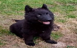 German Shepherd dogs for sale: Ready Now Beautiful Big Long Coated GSD Puppies - Image 3