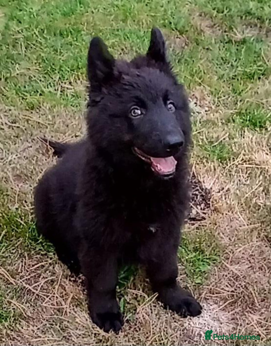 German Shepherd dogs for sale: Ready Now Beautiful Big Long Coated GSD Puppies - Image 3