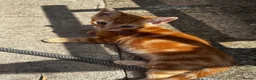 Mixed Breed cats for sale: Beautiful kittens ready for new home🐈 - Advert 4