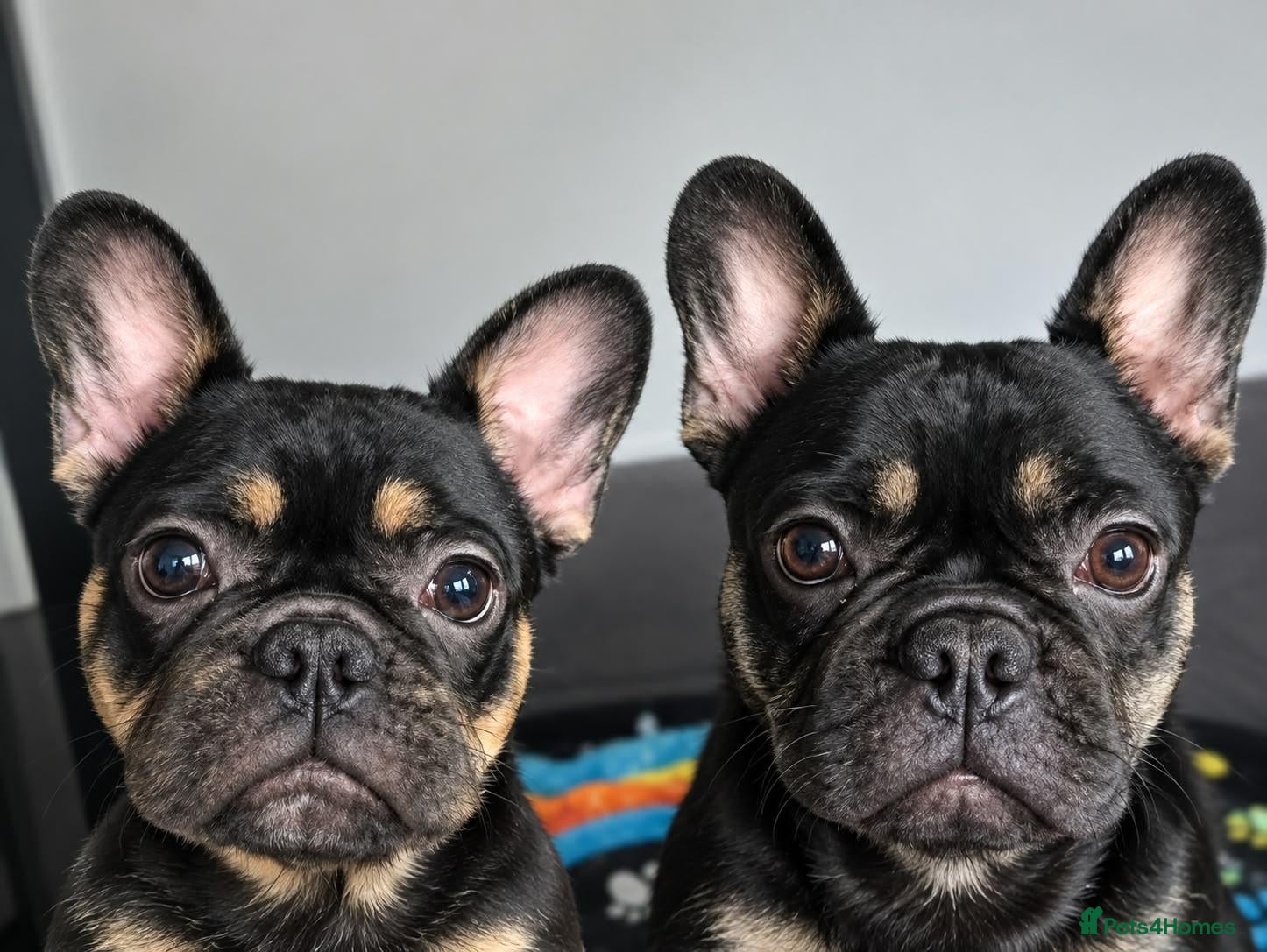 French Bulldog dogs Playful French Bulldog Puppies avaiable - Advert 11
