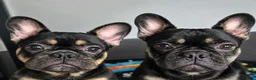 French Bulldog dogs for sale: Playful French Bulldog Puppies avaiable in Bromley - Advert 1