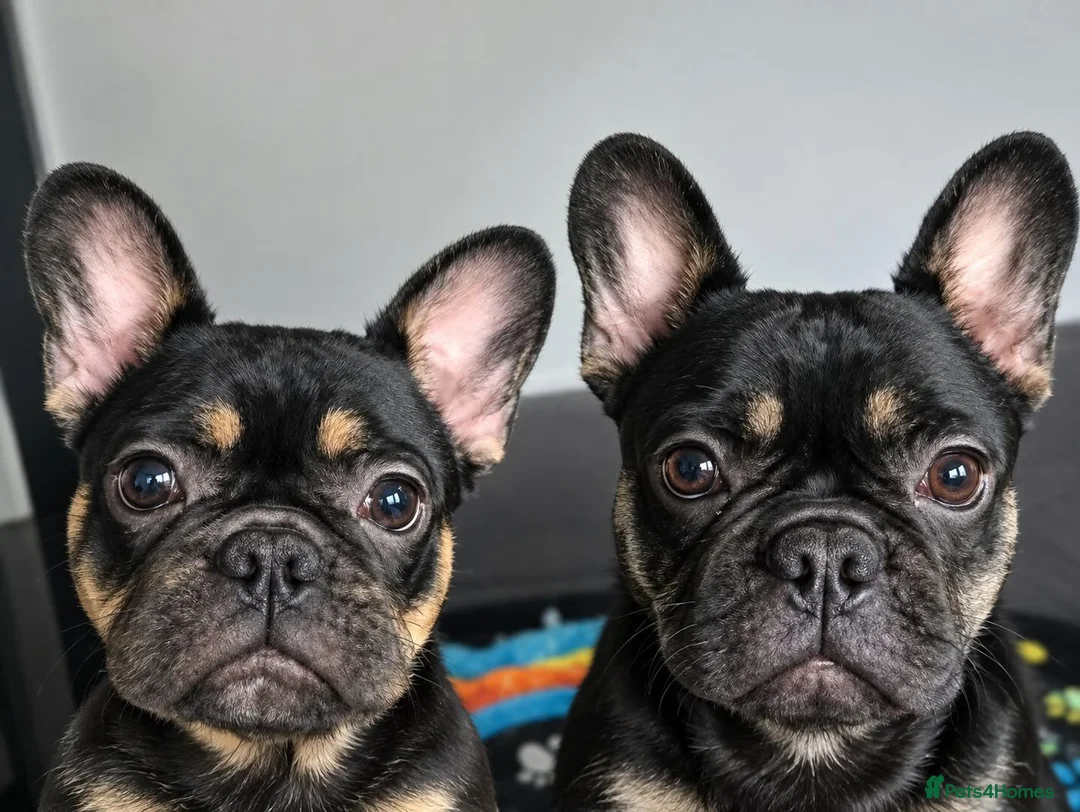 French Bulldog dogs for sale: Playful French Bulldog Puppies avaiable in Bromley - Advert 1