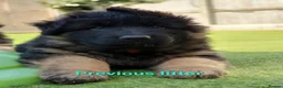 German Shepherd dogs for sale: KC, DM clear, health tested, German Shepherds  - Advert 23