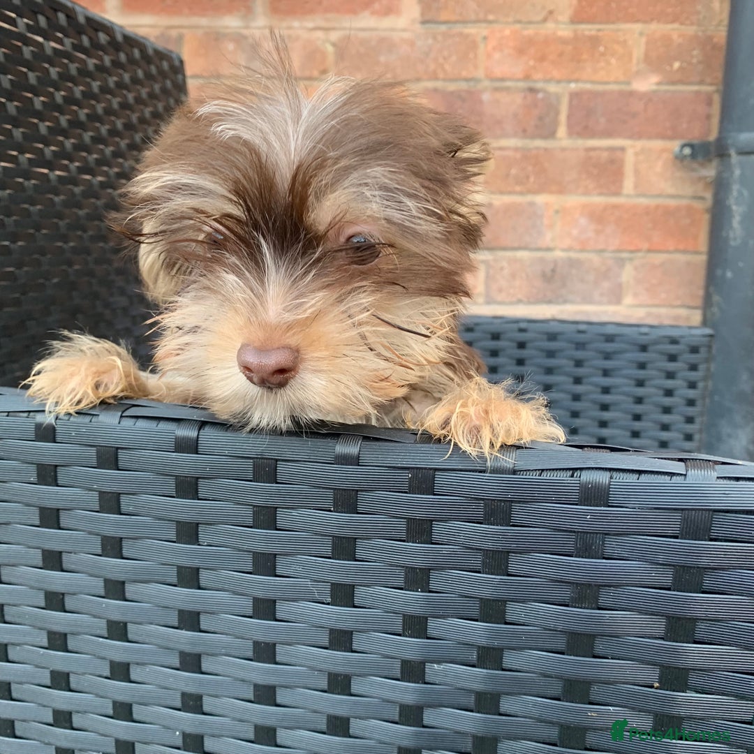 German Shepherd Biewer Terrier Yorkie Mix Silver Yorkie Yorkie/Pug