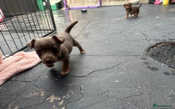 Jack Russell dogs for sale: 🐾 Adorable Jack Russell Puppies for Sale! 🐾 - Image 13