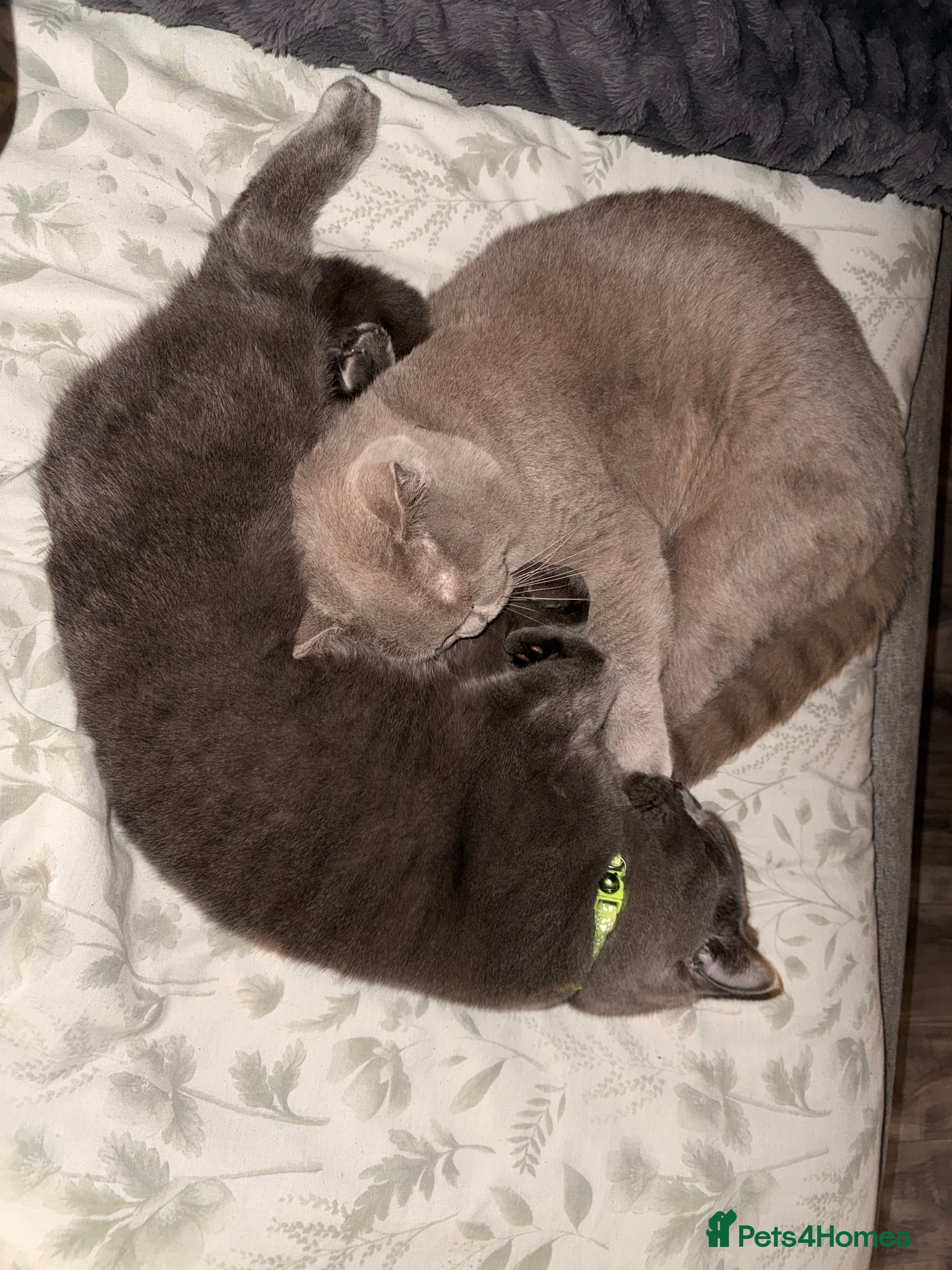 British Shorthair cats Pedigree British short hair male cats  - Advert 1