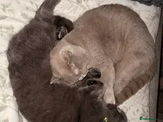 British Shorthair cats Pedigree British short hair male cats - Advert 1