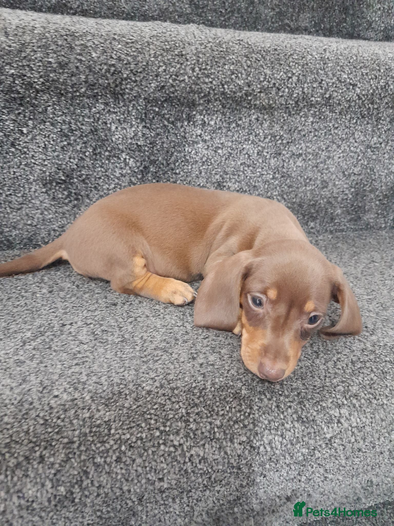Dachshund dogs Dashund pups - Advert 9
