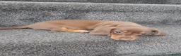 Dachshund dogs for sale: Dashund pups - Advert 5
