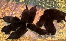 German Shepherd dogs for sale: KC Reg Working Line GSD pups. - Image 26