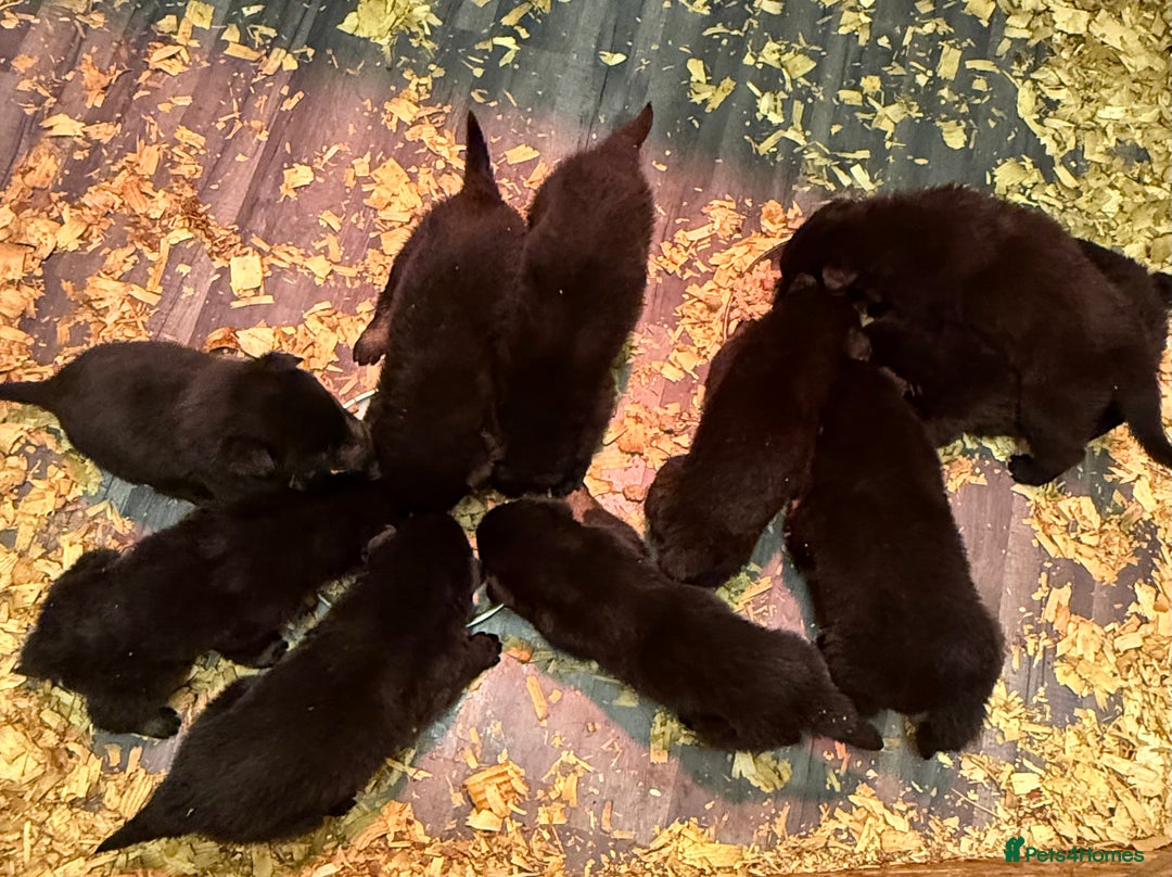 German Shepherd dogs for sale: KC Reg Working Line GSD pups. - Image 26