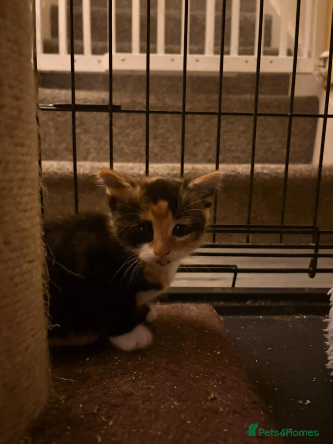 Mixed Breed cats for sale: 2 kittens - Advert 7