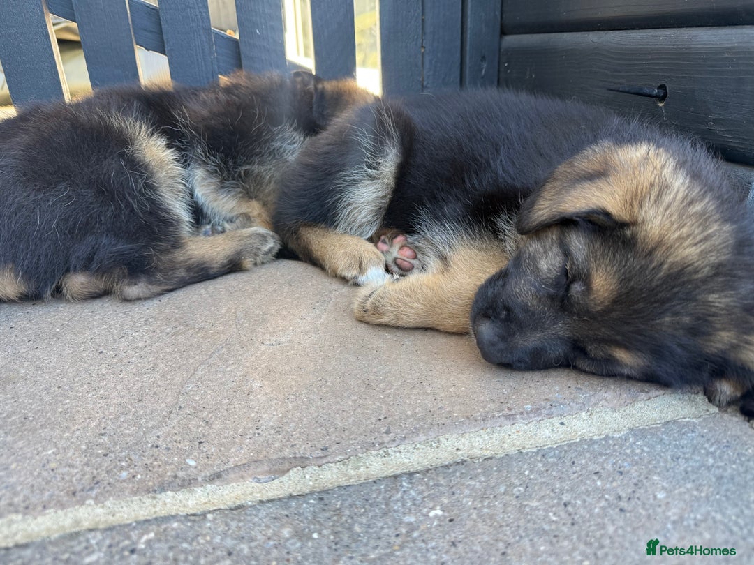German Shepherd dogs for sale: Only 1 boy left Kc German Shepherd Puppies in Canvey Island - Image 32