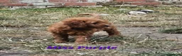 Mini Goldendoodle dogs for sale: Goldendoodle F1b Ready Now - Advert 6