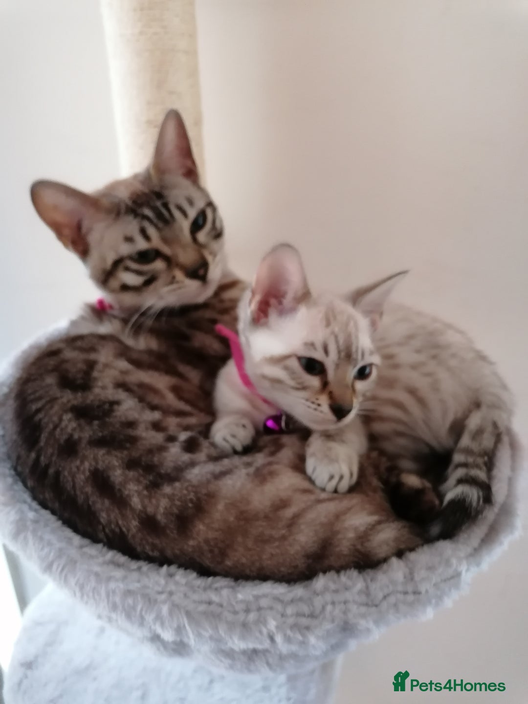 Bengal cats for sale: Glitter bengals - Advert 1