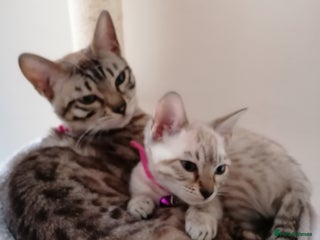 Bengal cats Glitter bengals - Advert 5