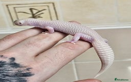 Leopard Gecko reptiles for sale: Blacknight macksnows and supersnows in tremper - Image 2